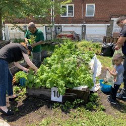 DITO Dream Invent Think Organize - Volunteers harvesting