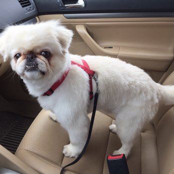 Designer Dogs Pet Store & Spa - ...to this! A happy camper! - Pet Groomers Near Me - Warren, Rhode Island