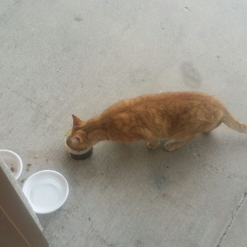 Studio 6 - My stray kitty from the parking lot. Great room, great service! - Hotels Near Me - Beeville, Texas