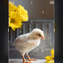 A chick is standing on a white surface with yellow flowers behind it, and a gray background.