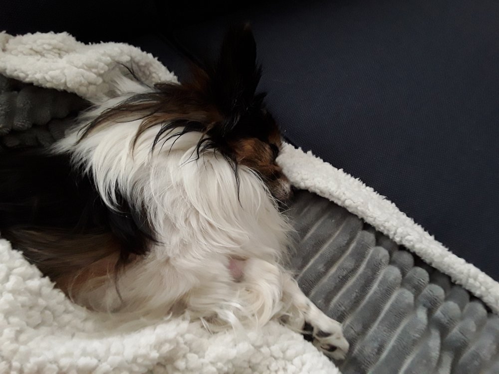 ANIMAL EMERGENCY HOSPITAL OF THE STRAND Updated October 2024 29