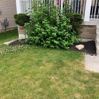 David's Lawn Services - Before trimming Snowball Bush - Lawn Services Near Me - Cobourg, Ontario David's Lawn Services - Before trimming Snowball Bush - Lawn Services Near Me - Cobourg, Ontario