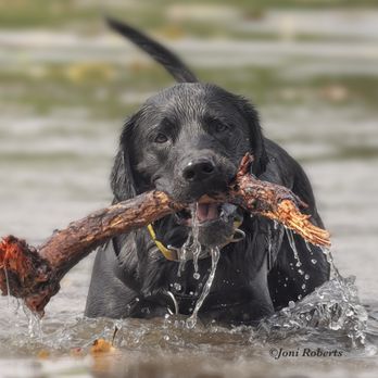 Joni Roberts - Pet Photography Near Me
