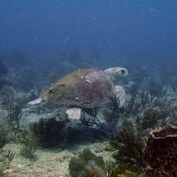 Dave Ochs' Aqua Safari Adventures, Inc. - Loggerhead, one of many!