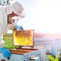 Authentic Honey Of New York - Harvesting Honey !