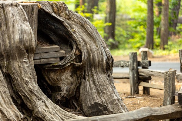 Calaveras Big Trees State Park by null