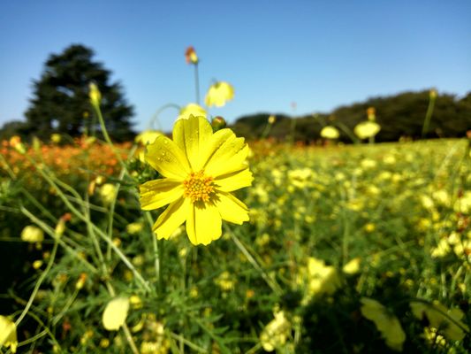 Showa Kinen Park by null