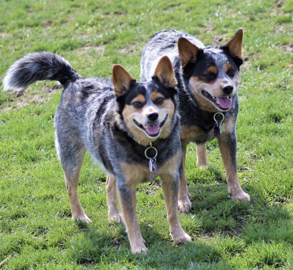 STATLERMALOOF DOG PARK Updated September 2024 17 Photos 8 Mile