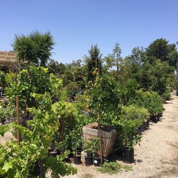 Louie's Nursery - Nurseries & Gardening Near Me - Riverside, California Louie's Nursery - Nurseries & Gardening Near Me - Riverside, California