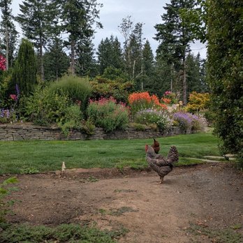 Lux Perennials Nursery - Private garden -- with chickens! - Nurseries & Gardening Near Me - Portland, Oregon