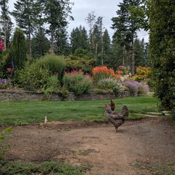 Lux Perennials Nursery - Private garden -- with chickens!