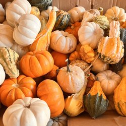 Texas Home & Garden - Pumpkin Patch
