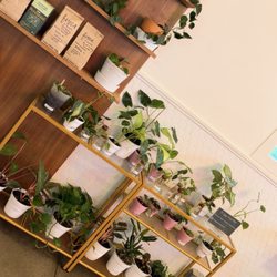 The Dirty Penguin - Cute little greenery. area