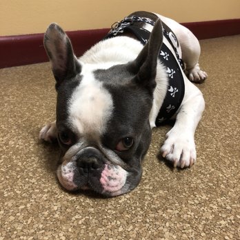 Westmonte Animal Clinic - Veterinarians Near Me - Altamonte Springs, Florida