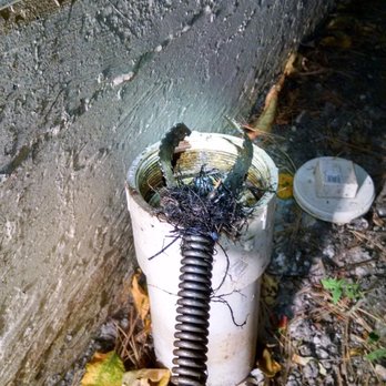 Easy Peezy Plumbing - Pulled out some roots that we're clogging this drain. - Plumbing Near Me - Riverside, California Easy Peezy Plumbing - Pulled out some roots that we're clogging this drain. - Plumbing Near Me - Riverside, California
