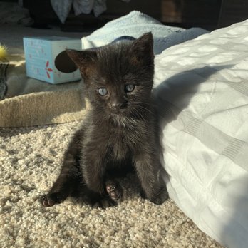 Healthy Paws Veterinary Care - Q, she is 4wks here - Veterinarians Near Me - Fullerton, California Healthy Paws Veterinary Care - Q, she is 4wks here - Veterinarians Near Me - Fullerton, California