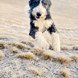 High Desert Veterinary - Bowie caught mid-stride