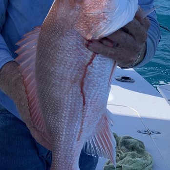 Charter Boat Shark - Red snapper - Fishing Near Me - Sarasota, Florida Charter Boat Shark - Red snapper - Fishing Near Me - Sarasota, Florida