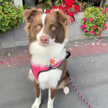 Benny's Pooch Pawler - Pet Groomers Near Me - San Fernando, California