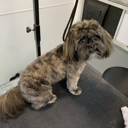 D&B Grooming