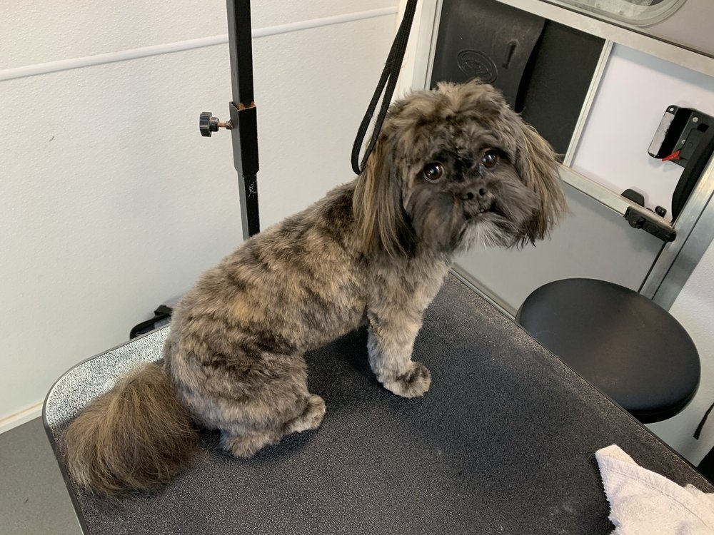 D&B GROOMING Updated August 2024 55 Photos Marietta,