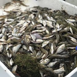 NC Crabbing and Shrimping