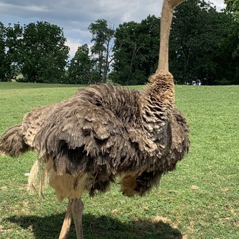 Virginia Safari Park - Zoos Near Me - Natural Bridge, Virginia Virginia Safari Park - Zoos Near Me - Natural Bridge, Virginia