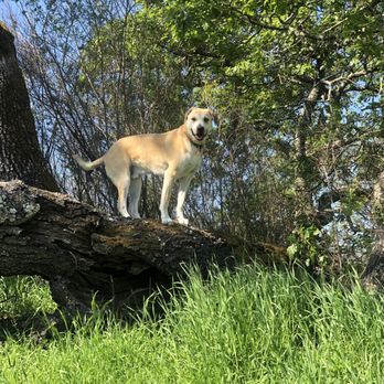 Blue Aussie Pet Services - King of the hill! - Dog Walkers Near Me - Novato, California Blue Aussie Pet Services - King of the hill! - Dog Walkers Near Me - Novato, California