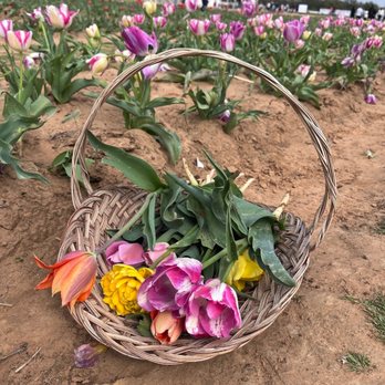 Texas-Tulips - Nurseries & Gardening Near Me - Pilot Point, Texas