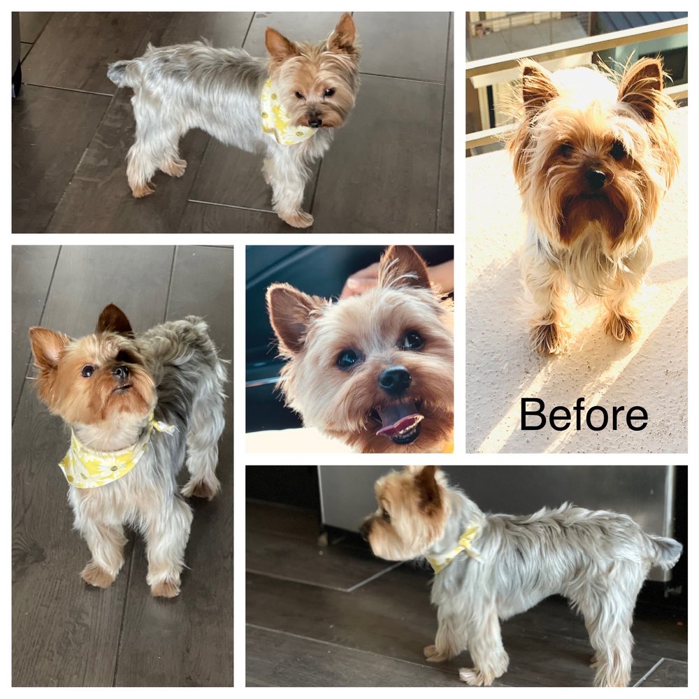 FUREVER FRIENDS Updated September 2024 75 Photos & 72 Reviews