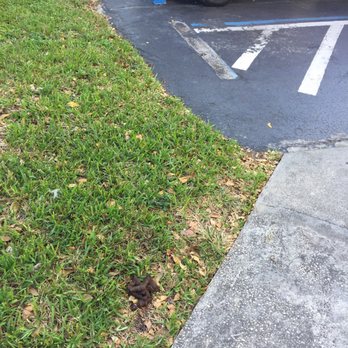 Biscayne - Dog feces is never picked up - Apartments Near Me - Miami, Florida Biscayne - Dog feces is never picked up - Apartments Near Me - Miami, Florida