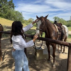 Central Coast Trailrides - Horse Randy