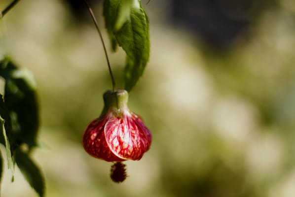 C & S Nursery by null