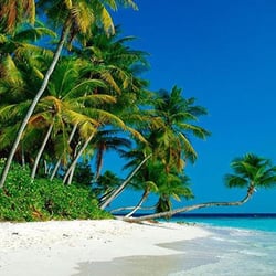 Paradise Cleaners