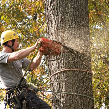 Burns Tree & Crane - Tree Services Near Me - Zirconia, North Carolina Burns Tree & Crane - Tree Services Near Me - Zirconia, North Carolina