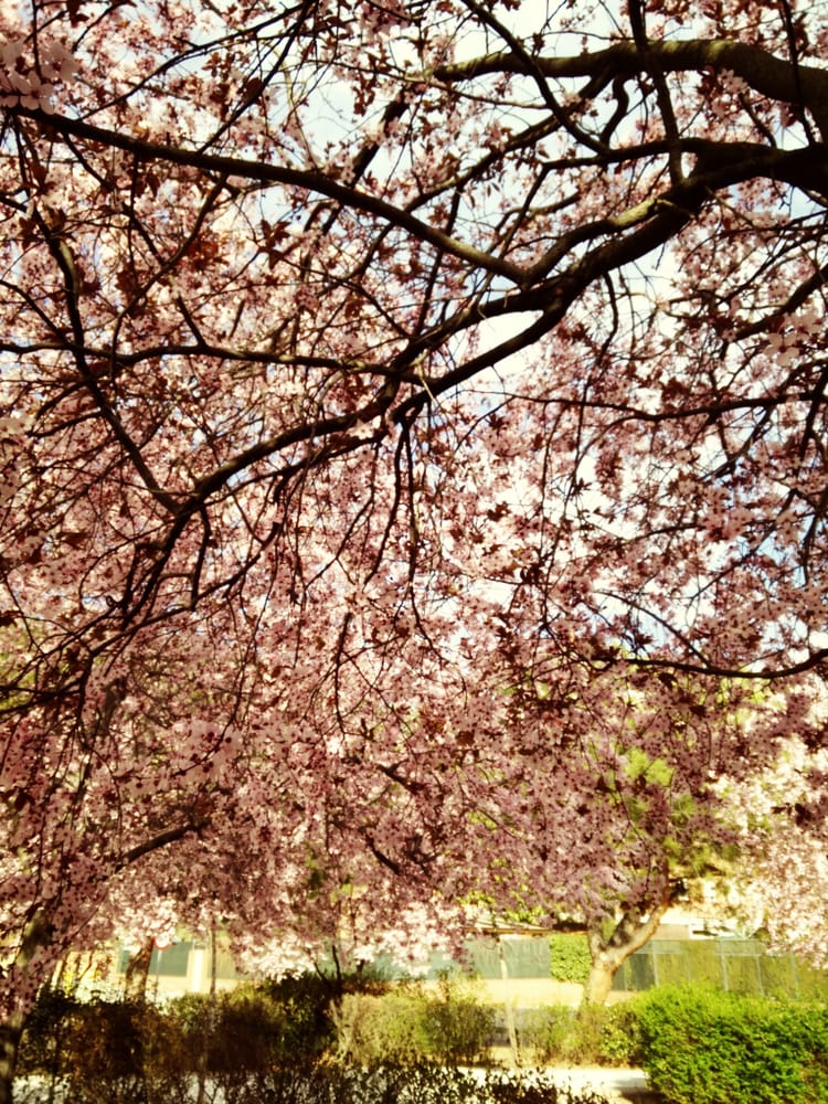 Forestal de Vicálvaro