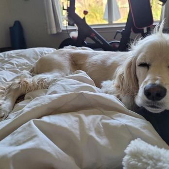 Pup Strut - Happy little boy! - Pet Sitting Near Me