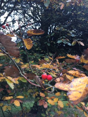 Cambridge University Botanic Garden by null