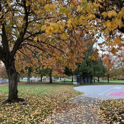 Harney Park