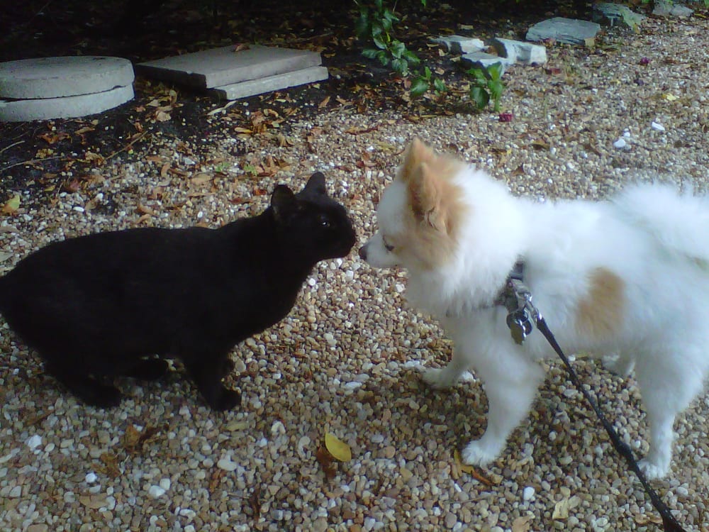 Village Pet Pals Image