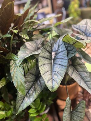 Somewhere That's Green Plant Shop