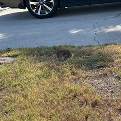 Kings Gate Golf Club - Wildlife