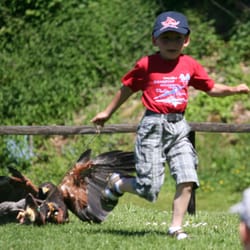Adler- und Wolfspark Kasselburg - Bei der Flugschau: Der "Hase" ist gefangen
