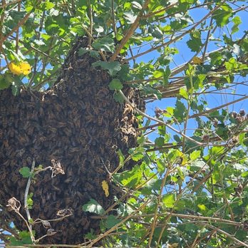 Peters Canyon Regional Park - BEES! - Parks Near Me - Orange, California