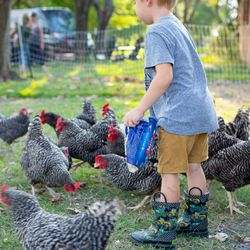 Huddin Homestead Fun Farm