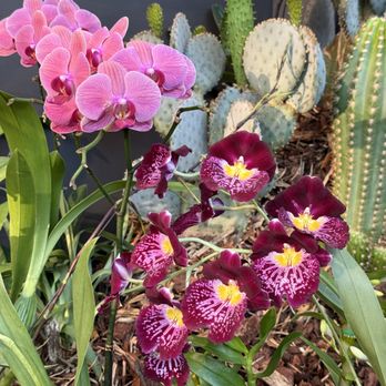 Desert Botanical Garden - Orchid Fever - Botanical Gardens Near Me - Phoenix, Arizona