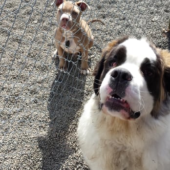 Power Line Kennels - Pet Sitting Near Me - Sandy, Oregon Power Line Kennels - Pet Sitting Near Me - Sandy, Oregon
