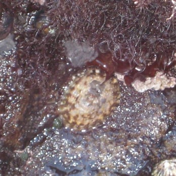 Bean Hollow State Beach - looks like a tiny turtle in the tide pool - Beaches Near Me - Pescadero, California Bean Hollow State Beach - looks like a tiny turtle in the tide pool - Beaches Near Me - Pescadero, California