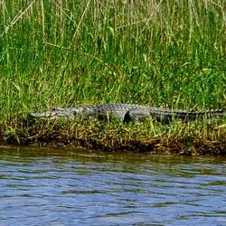 Apalachicola Airboat Excursions - Bull gator sunning on Bob Jones