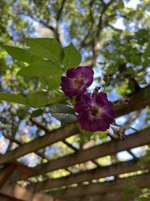 Elizabethan Gardens by null